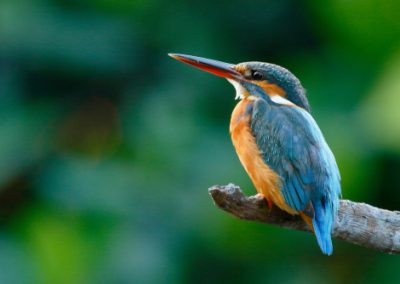 The,Common,Kingfisher,(alcedo,Atthis),Wetlands,Birds's,Colored,Feathers,From